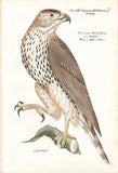Bird of Prey Hand-colored Copper Engraving