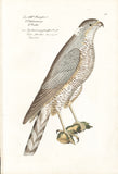 Sparrow Hawk Hand-colored Copper Engraving