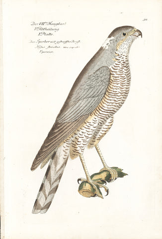 Sparrow Hawk Hand-colored Copper Engraving