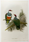 Gould and Hart Fruit Dove Hand-Colored Plate