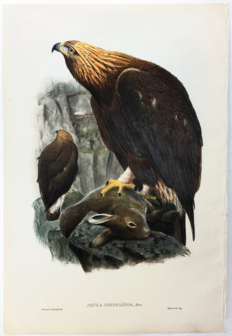 Wolf, Gould, and Richter Golden Eagle Hand-Colored Plate