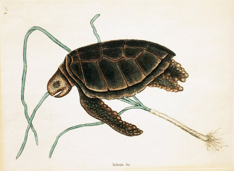 Catesby Green Sea Turtle Hand-Colored Plate