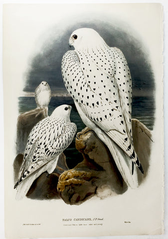 Wolf, Gould, and Richter Greenland Falcon Hand-Colored Plate