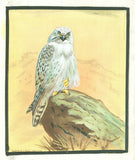 Painting of a Greenland Falcon