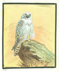 Painting of a Greenland Falcon