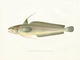Original Denton Fish Chromolithograph, Hake (Urophycis chuss Walbaum)