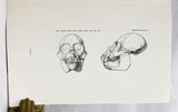 Ceboid Monkeys from the Miocene of Colombia