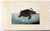 Catesby Logger-head Turtle Hand-Colored Plate