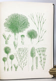 Nereis Boreali-Americana: Part I. Melanospermae; Part II. Rhodospermeae; Part III. Chlorospermeae, in 3 volumes, complete