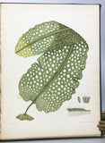 Nereis Boreali-Americana: Part I. Melanospermae; Part II. Rhodospermeae; Part III. Chlorospermeae, in 3 volumes, complete