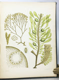 Nereis Boreali-Americana: Part I. Melanospermae; Part II. Rhodospermeae; Part III. Chlorospermeae, in 3 volumes, complete