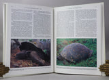 The Galapagos Tortoises: Nomenclatural and Survival Status