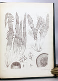 Nereis Boreali-Americana: Part I. Melanospermae; Part II. Rhodospermeae; Part III. Chlorospermeae, in 3 volumes, complete