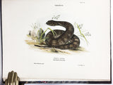 The Snakes of Australia; an illustrated and descriptive catalogue of all known species (with all 12 plates hand-colored and warmly inscribed by the author)