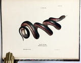 The Snakes of Australia; an illustrated and descriptive catalogue of all known species (with all 12 plates hand-colored and warmly inscribed by the author)