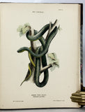 The Snakes of Australia; an illustrated and descriptive catalogue of all known species (with all 12 plates hand-colored and warmly inscribed by the author)