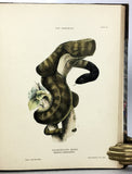 The Snakes of Australia; an illustrated and descriptive catalogue of all known species (with all 12 plates hand-colored and warmly inscribed by the author)