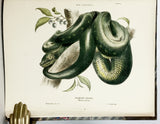 The Snakes of Australia; an illustrated and descriptive catalogue of all known species (with all 12 plates hand-colored and warmly inscribed by the author)