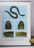 Sea Snakes of Taiwan: A Natural History of Sea Snakes