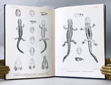 Catalogue of the Batrachia Gradientia: S. Caudata and Batrachia Apoda in the collection of the British Museum, second edition