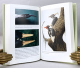 In Search of the Ivory-Billed Woodpecker