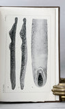 The Lake and Brook Lampreys of New York; Especially Those of Cayuga and Seneca Lakes