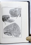 The Pleistocene Mammals of Iowa