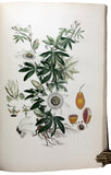 Illustratio Systematis Sexualis Linnaei.  An Illustration of the sexual system of the Genera Plantarum of Linnaeus