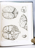 Report of the Scientific Results of the Voyage of H M S Challenger during the Years 1873-76 under the Command of Captain George S Nares and Captain Frank Tourle Thomson, Zoology, Vol. XXVI, Part 68 – Report on the Seals
