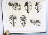 Report of the Scientific Results of the Voyage of H M S Challenger during the Years 1873-76 under the Command of Captain George S Nares and Captain Frank Tourle Thomson, Zoology, Vol. XXVI, Part 68 – Report on the Seals
