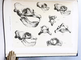 Report of the Scientific Results of the Voyage of H M S Challenger during the Years 1873-76 under the Command of Captain George S Nares and Captain Frank Tourle Thomson, Zoology, Vol. XXVI, Part 68 – Report on the Seals
