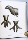 Report of the Scientific Results of the Voyage of H M S Challenger during the Years 1873-76 under the Command of Captain George S Nares and Captain Frank Tourle Thomson, Zoology, Vol. XXVI, Part 68 – Report on the Seals