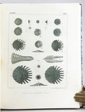 Monographies d’Echinodermes Vivans et Fossiles, Livraison 1-3