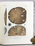 Monographies d’Echinodermes Vivans et Fossiles, Livraison 1-3
