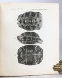 The Galapagos Tortoises