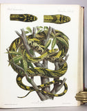 Biologia Centrali-Americana: Reptilia and Batrachia