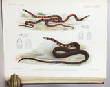 Biologia Centrali-Americana: Reptilia and Batrachia