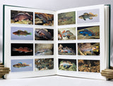 American Aquarium Fishes
