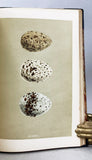 A Natural History of the Nests and Eggs of British Birds (with 225 color plates) in three volumes, complete