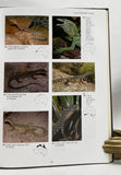 Australia's Reptiles: A photographic reference to the terrestrial reptiles of Australia