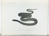A Monograph of the Snakes of Japan, in 3 text volumes + Portfolio of color plates, in portfolio case with bone-clasped ties