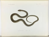 A Monograph of the Snakes of Japan, in 3 text volumes + Portfolio of color plates, in portfolio case with bone-clasped ties