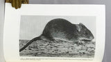 Zoogeographical Significance of the Ricefield Rat, Rattus argentiventer, on Celebes and New Guinea and the Identity of Rattus pesticulus