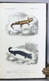 Reptiles vivants et fossiles (the hand-colored plate version)