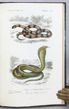 Reptiles vivants et fossiles (the hand-colored plate version)