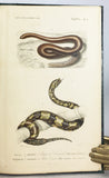 Reptiles vivants et fossiles (the hand-colored plate version)