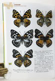 Ornamental Butterflies in China