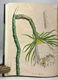 Abbildung und Beschreibung blühender Cacteen. Figures des Cactées en fleur peintes et lithographiées d'après nature (two volumes complete bound in one volume)