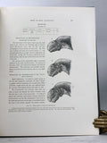 Camarasaurus, Amphicoelias, and other Sauropods of Cope