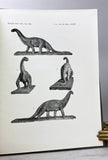 Camarasaurus, Amphicoelias, and other Sauropods of Cope
